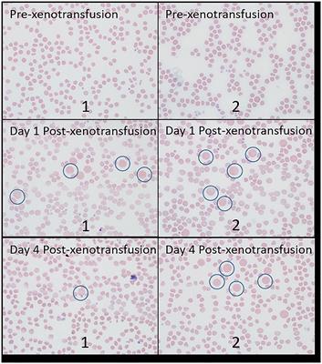 Preliminary Investigation of Bovine Whole Blood Xenotransfusion as a Therapeutic Modality for the Treatment of Anemia in Goats